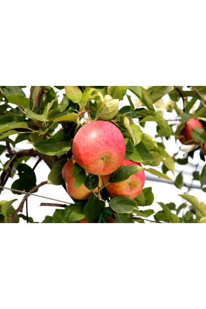 Яблуня зимова Фуджі Фубракс плоди